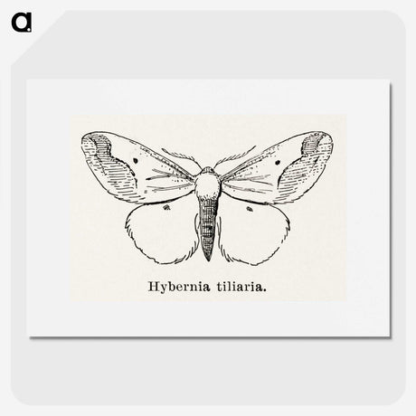 1-56_Moths-and-Butterflies-of-the-United-States_picture