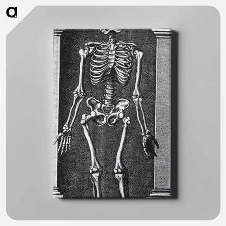 アートパネル-Skeleton Standing in a Small Alcove
 - 国立医学図書館 Canvas.