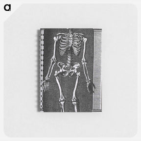 アートメモ帳-Skeleton Standing in a Small Alcove
 - 国立医学図書館 Memo.