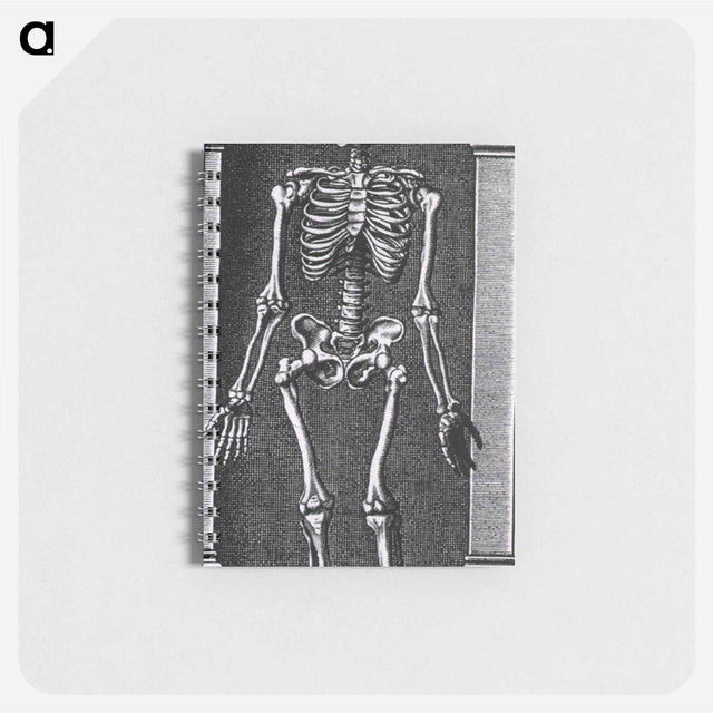 アートメモ帳-Skeleton Standing in a Small Alcove
 - 国立医学図書館 Memo.