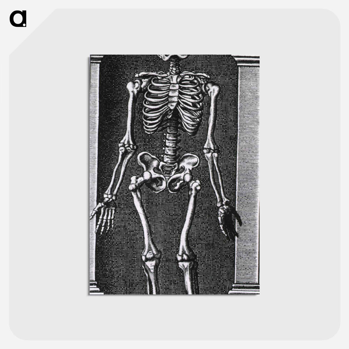 アートポストカード-Skeleton Standing in a Small Alcove
 - 国立医学図書館 Postcard.
