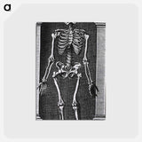 アートポストカード-Skeleton Standing in a Small Alcove
 - 国立医学図書館 Postcard.