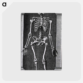 アートポストカード-Skeleton Standing in a Small Alcove
 - 国立医学図書館 Postcard.