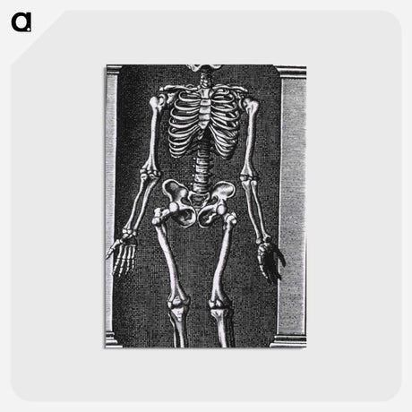 アートポストカード-Skeleton Standing in a Small Alcove
 - 国立医学図書館 Postcard.
