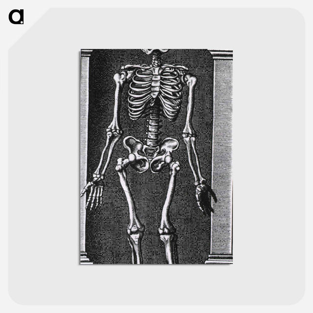 アートポストカード-Skeleton Standing in a Small Alcove
 - 国立医学図書館 Postcard.