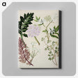 1-56_Native-Flowering-Plants-of-New-Zealand_canvas