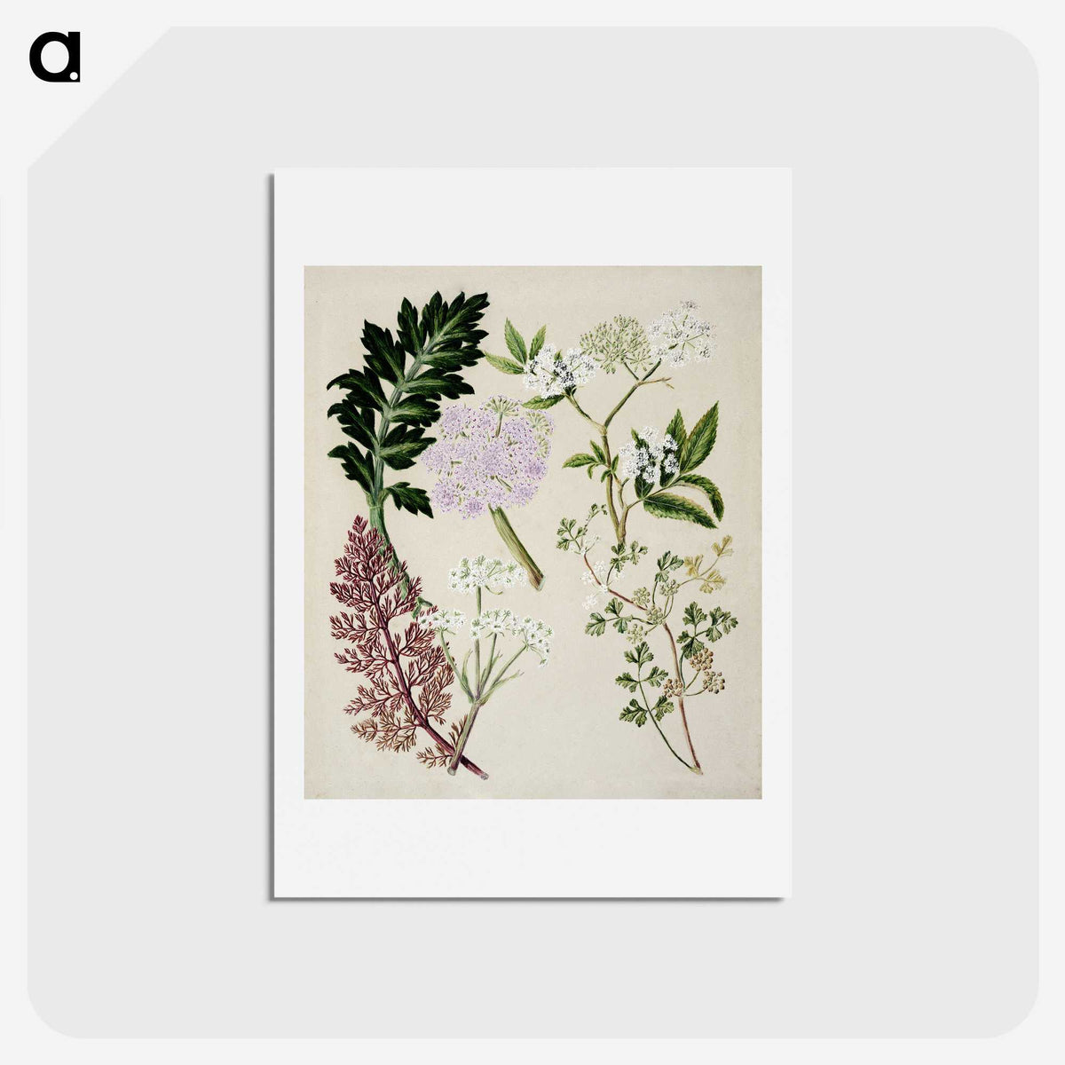 1-56_Native-Flowering-Plants-of-New-Zealand_hagaki