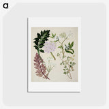 1-56_Native-Flowering-Plants-of-New-Zealand_hagaki