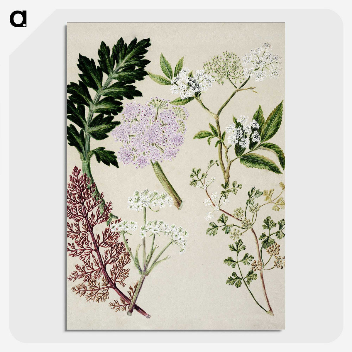 1-56_Native-Flowering-Plants-of-New-Zealand_picture-crop