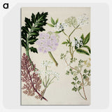 1-56_Native-Flowering-Plants-of-New-Zealand_picture-crop