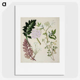 1-56_Native-Flowering-Plants-of-New-Zealand_picture