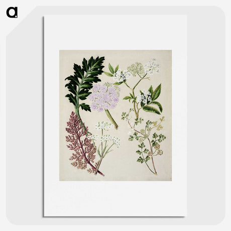 1-56_Native-Flowering-Plants-of-New-Zealand_picture