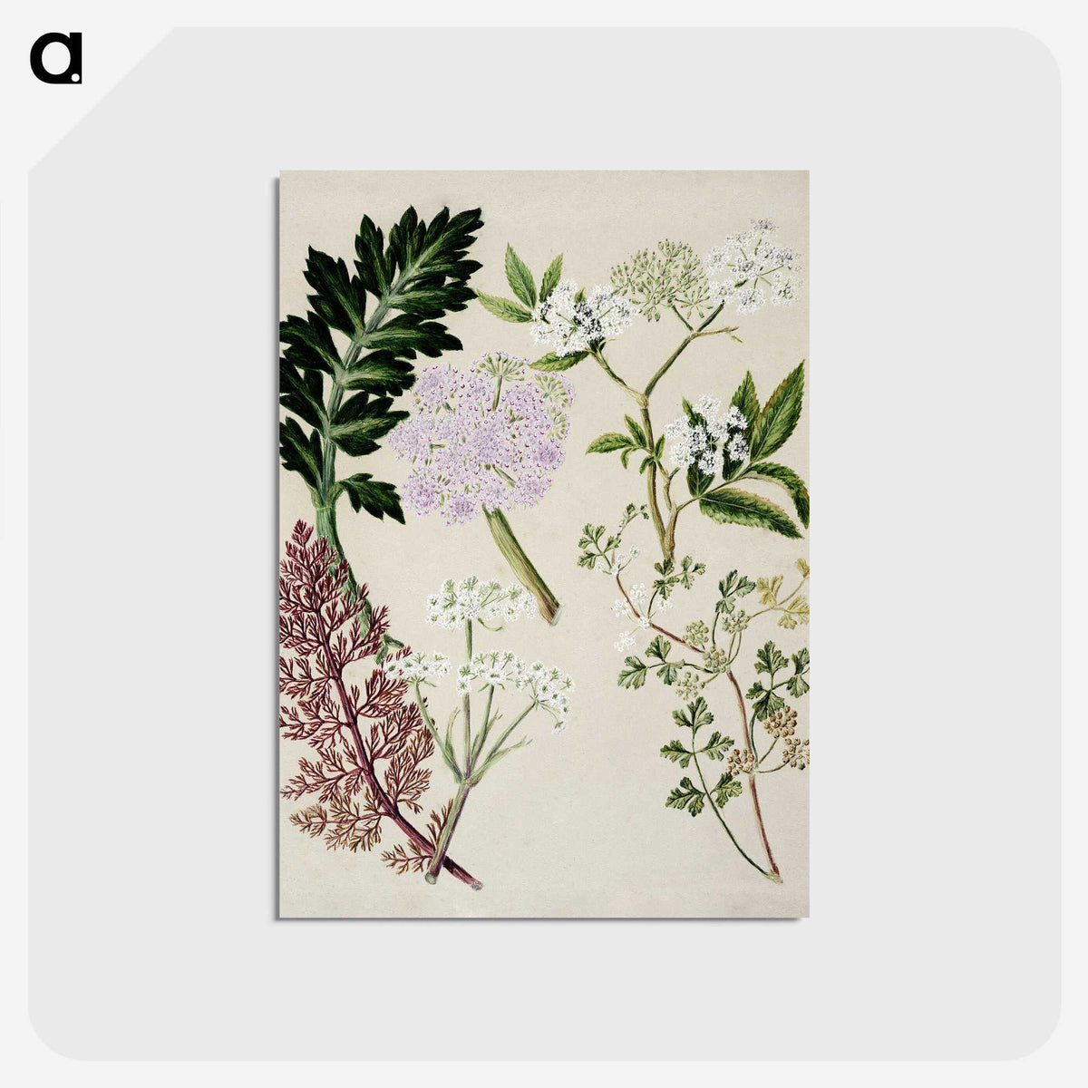1-56_Native-Flowering-Plants-of-New-Zealand_postcard
