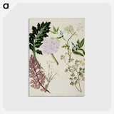 1-56_Native-Flowering-Plants-of-New-Zealand_postcard