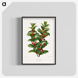 1-56_Nederlandsche-Flora-en-Pomona_blk-crop