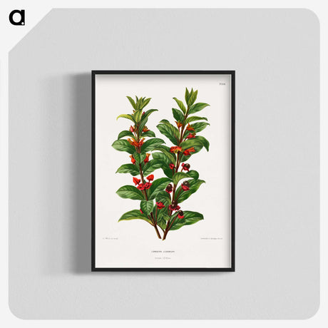 1-56_Nederlandsche-Flora-en-Pomona_blk-crop