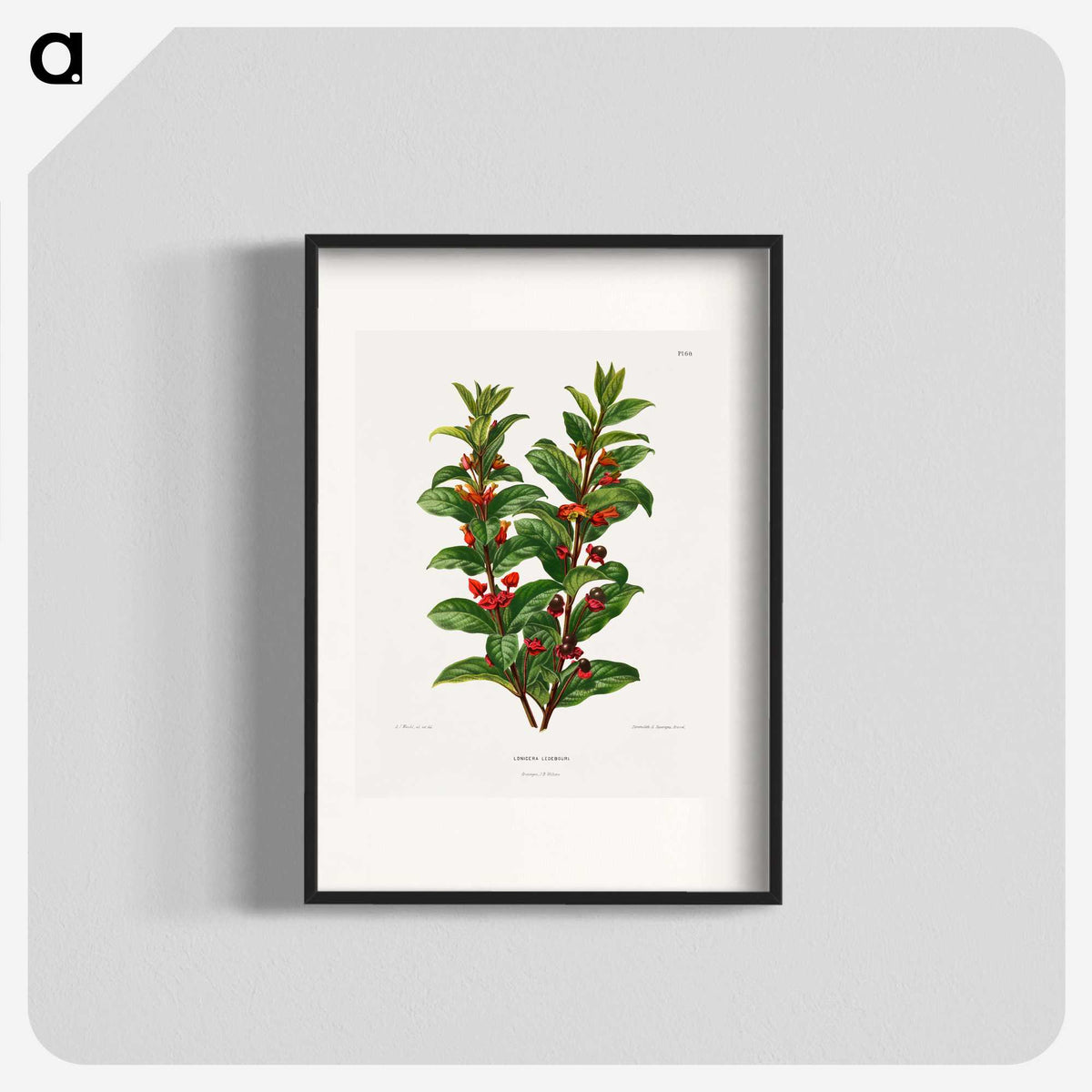 1-56_Nederlandsche-Flora-en-Pomona_blk