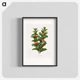 1-56_Nederlandsche-Flora-en-Pomona_blk