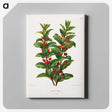 1-56_Nederlandsche-Flora-en-Pomona_canvas