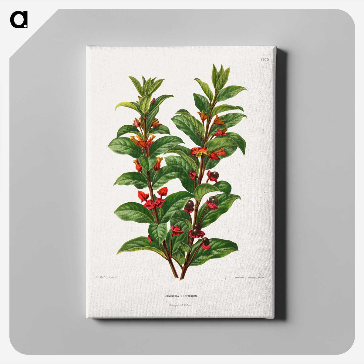 1-56_Nederlandsche-Flora-en-Pomona_canvas
