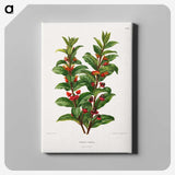 1-56_Nederlandsche-Flora-en-Pomona_canvas