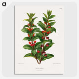 1-56_Nederlandsche-Flora-en-Pomona_picture-crop