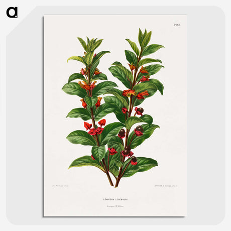 1-56_Nederlandsche-Flora-en-Pomona_picture-crop