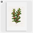 1-56_Nederlandsche-Flora-en-Pomona_picture