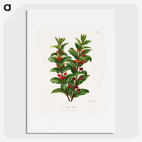 1-56_Nederlandsche-Flora-en-Pomona_picture