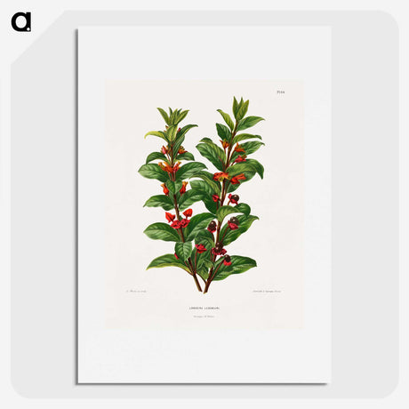 1-56_Nederlandsche-Flora-en-Pomona_picture