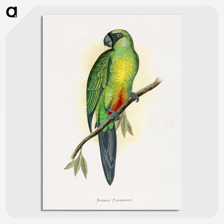 1-56_Parrots-in-Captivity_picture-crop