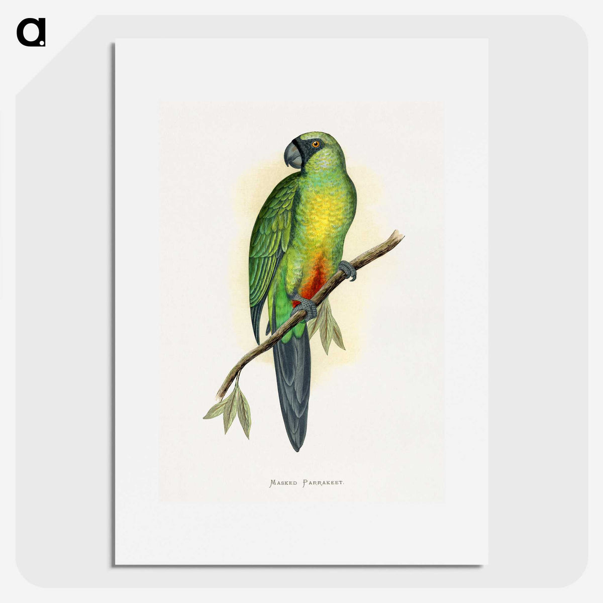 1-56_Parrots-in-Captivity_picture