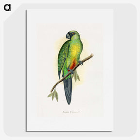 1-56_Parrots-in-Captivity_picture
