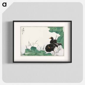 アートポスター-Coot and Lotus
 - 鳥類図鑑 Poster.