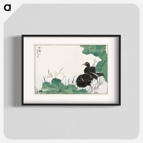 アートポスター-Coot and Lotus
 - 鳥類図鑑 Poster.