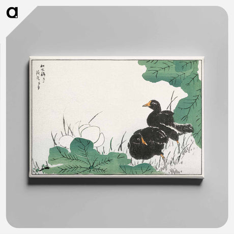 アートパネル-Coot and Lotus
 - 鳥類図鑑 Canvas.