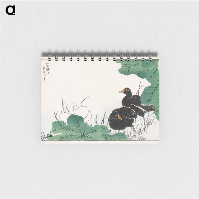 アートメモ帳-Coot and Lotus
 - 鳥類図鑑 Memo.