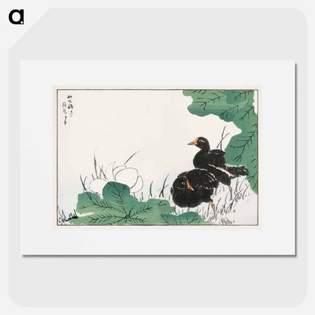 アートポスター-Coot and Lotus
 - 鳥類図鑑 Poster.