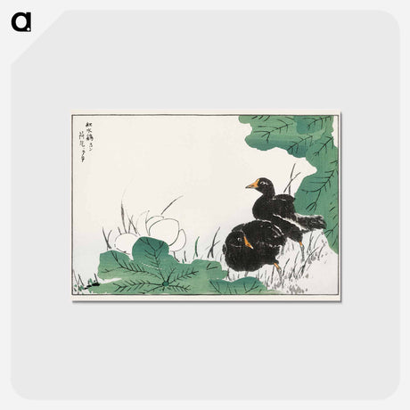アートポストカード-Coot and Lotus
 - 鳥類図鑑 Postcard.