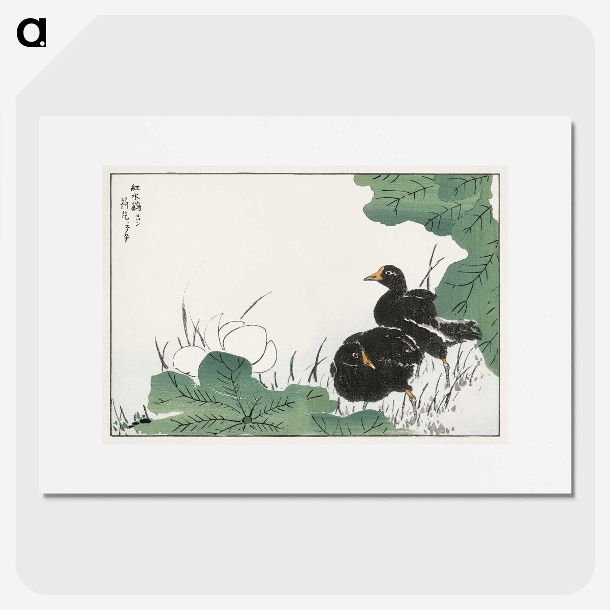 1-56_Pictorial-Monograph-of-Birds_picture