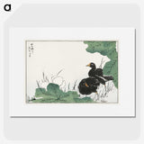 1-56_Pictorial-Monograph-of-Birds_picture