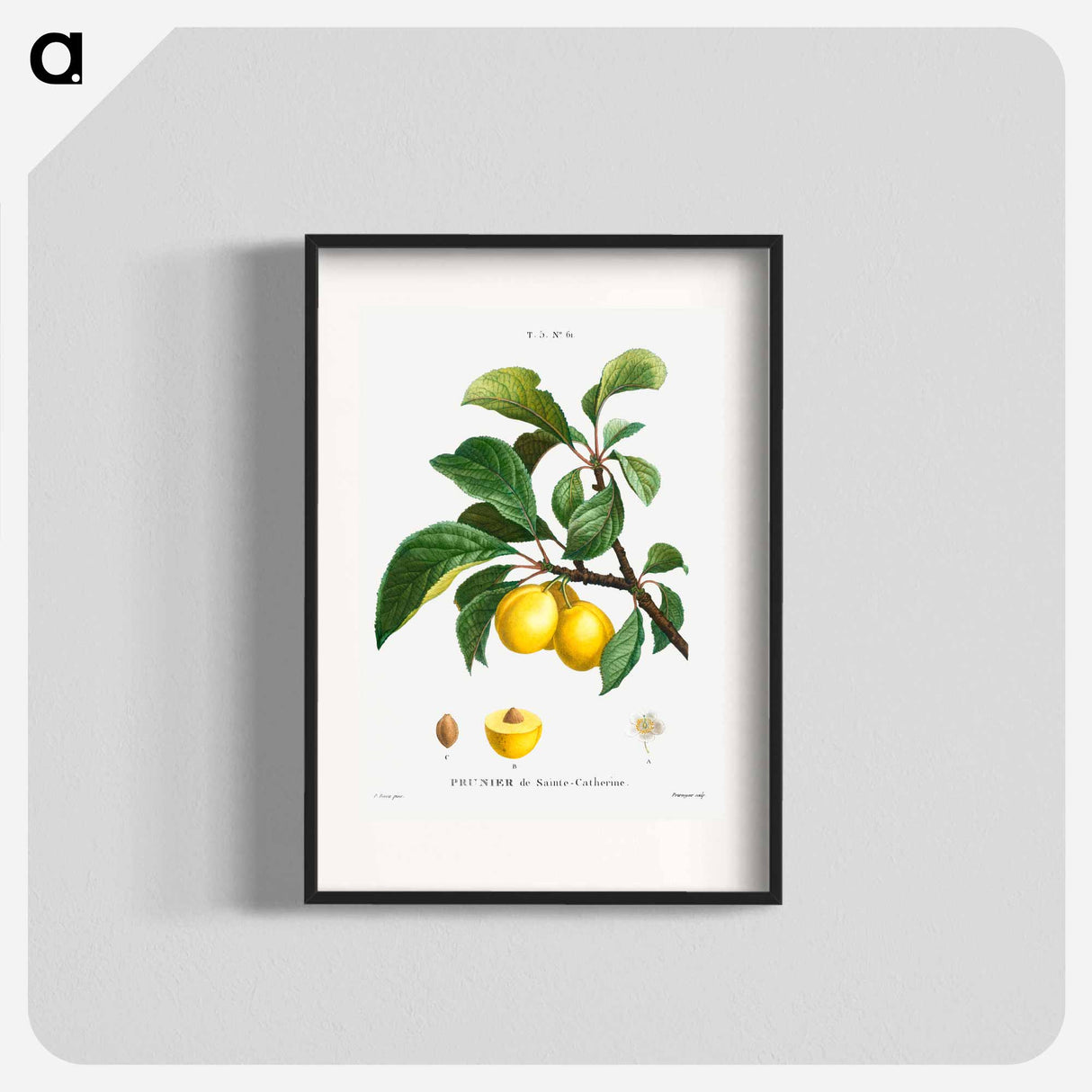 Plum (Prunier de Sainte-Catherine) - Pierre Joseph Redouté Poster.