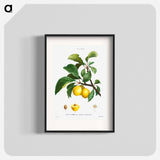 Plum (Prunier de Sainte-Catherine) - Pierre Joseph Redouté Poster.