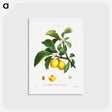 アートポストカード-Plum (Prunier de Sainte-Catherine) - ピエール ジョゼフ ルドゥーテ Postcard.