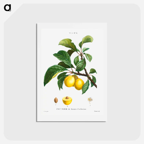 アートポストカード-Plum (Prunier de Sainte-Catherine) - ピエール ジョゼフ ルドゥーテ Postcard.