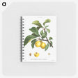 1-56_Pierre-Joseph-Redoute_memo
