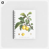 1-56_Pierre-Joseph-Redoute_memo
