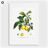 Plum (Prunier de Sainte-Catherine) - Pierre Joseph Redouté Poster.
