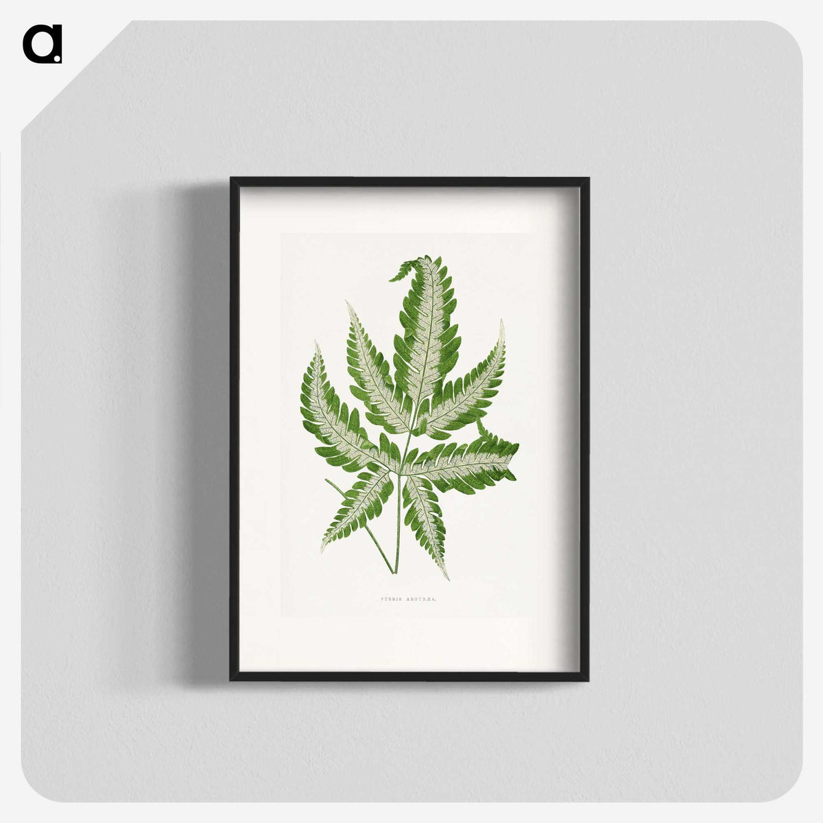 1-56_Plants-with-Colored-Foliage_blk