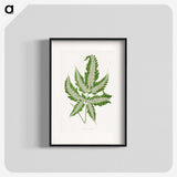 1-56_Plants-with-Colored-Foliage_blk